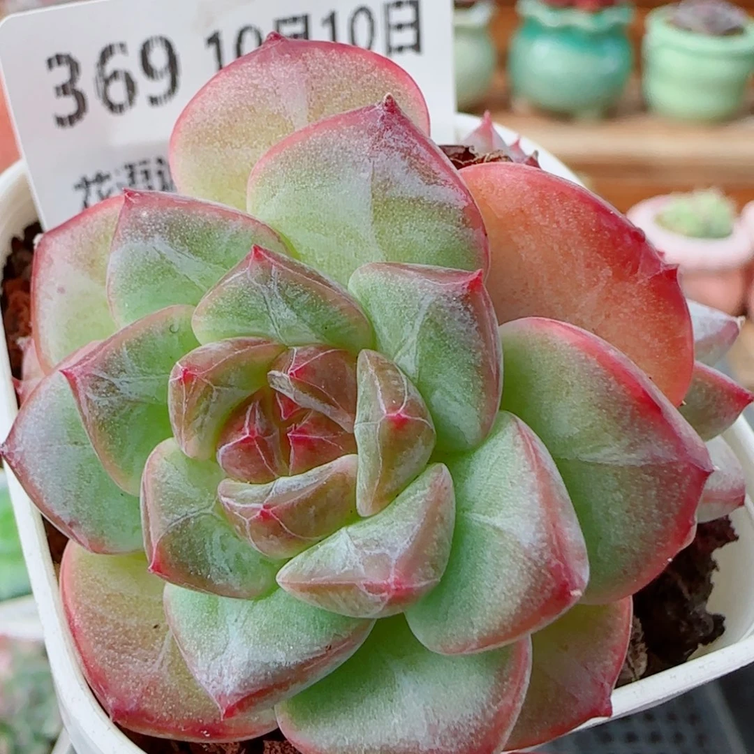 花语逸镜1009-369溏心