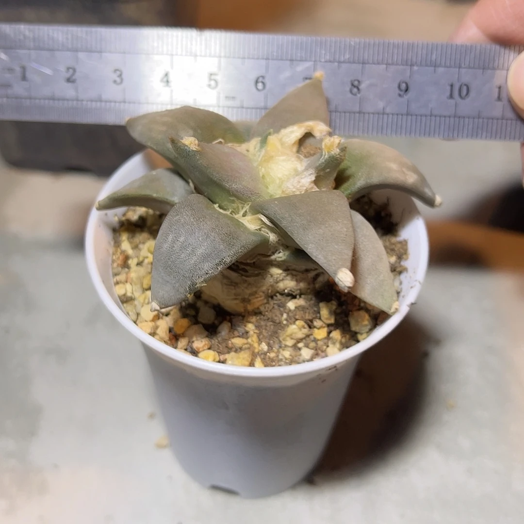 实生青瓷岩牡丹一物一拍