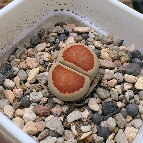1504红窗菊全窗丝绒面带盆土