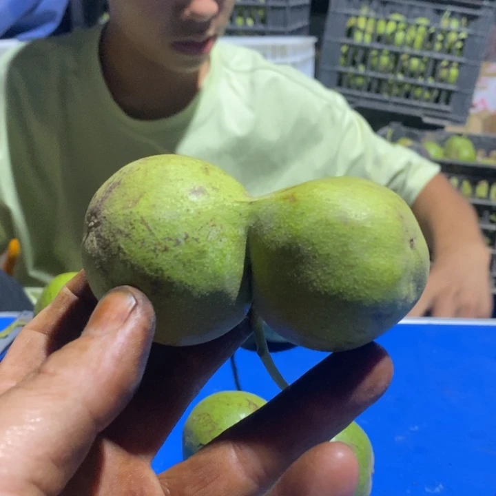 吊坠文玩核桃弋*