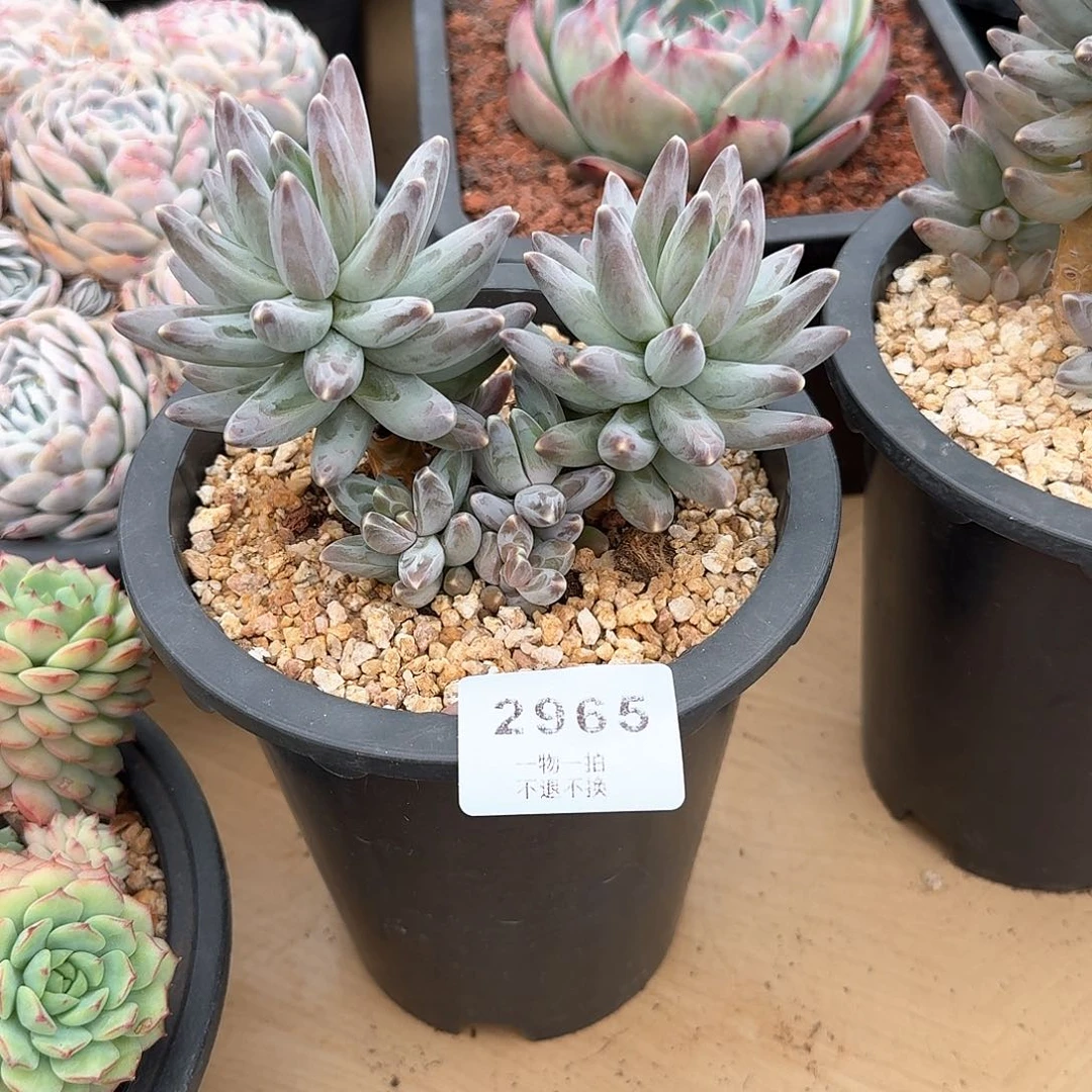 X*2965号乌拉克拉