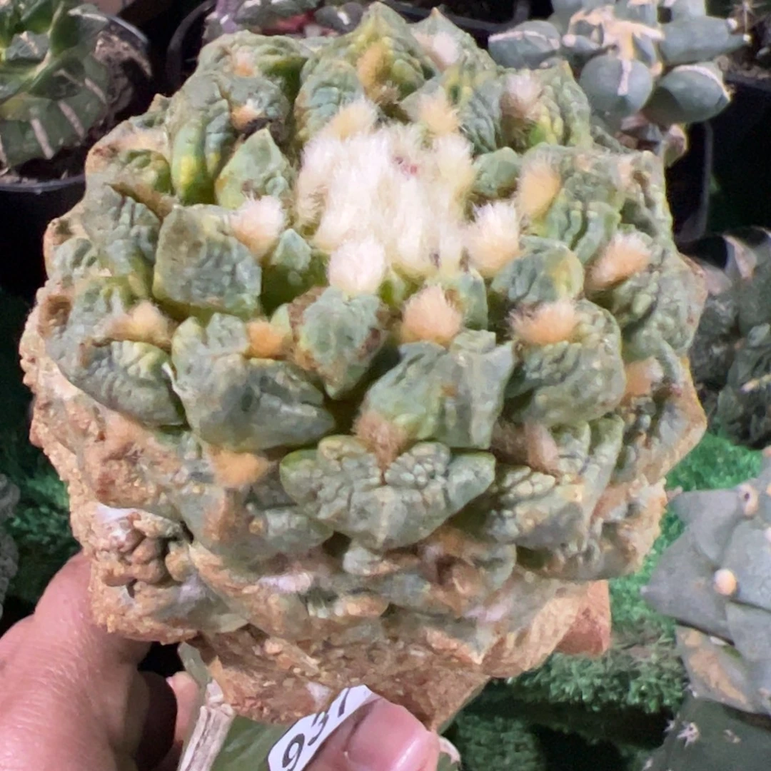 y***g龟甲牡丹锦仙人球937