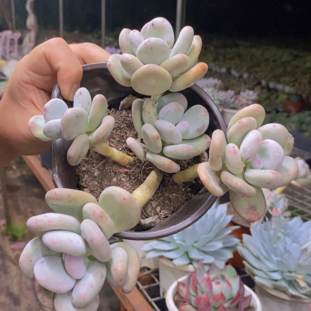 奶酪三头起发整桩