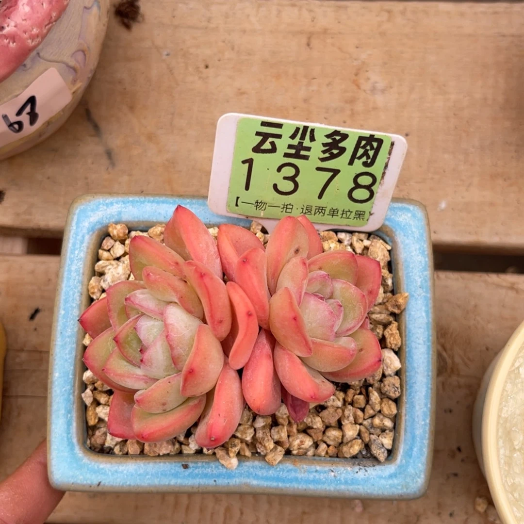 云尘多肉一物一拍1378不含盆，