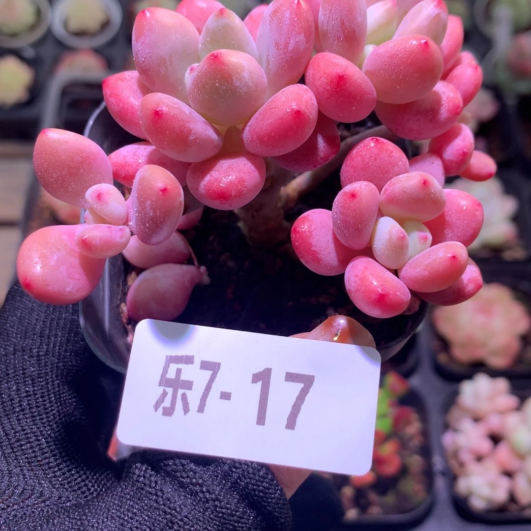 乐然 7-17 洛神群