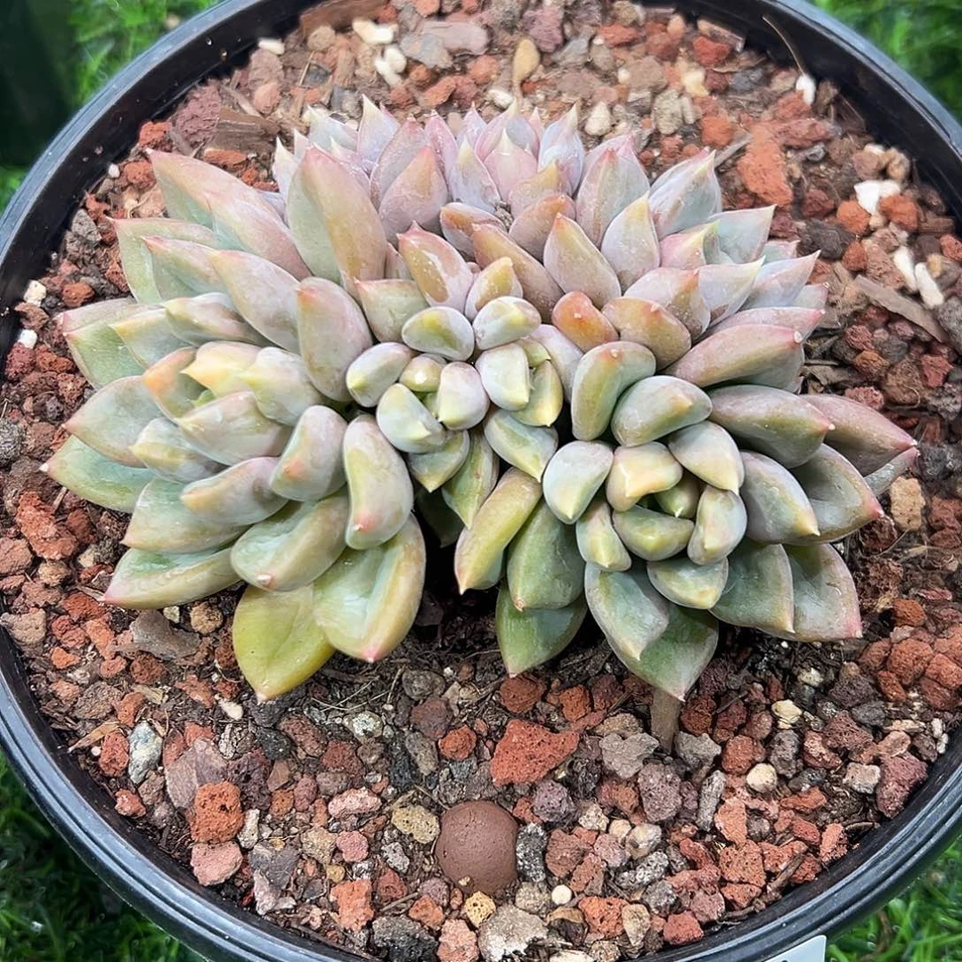 7万粉丝福利象牙群生无砍