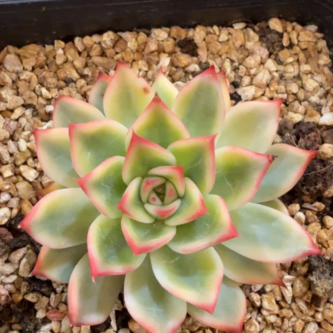 桃花锦 安吉园艺锦
