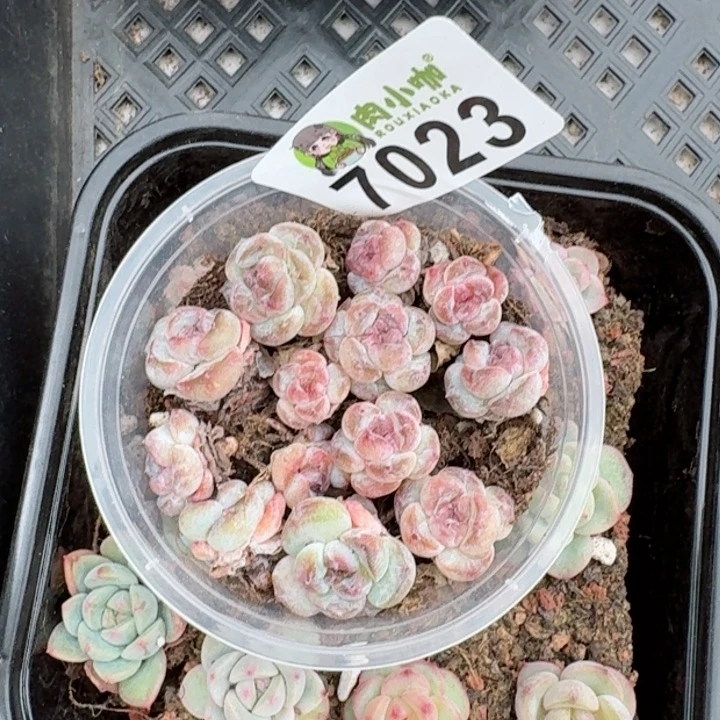 多肉植物多肉植物