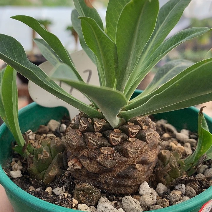 197铁甲丸哈哈哈哈哈哈