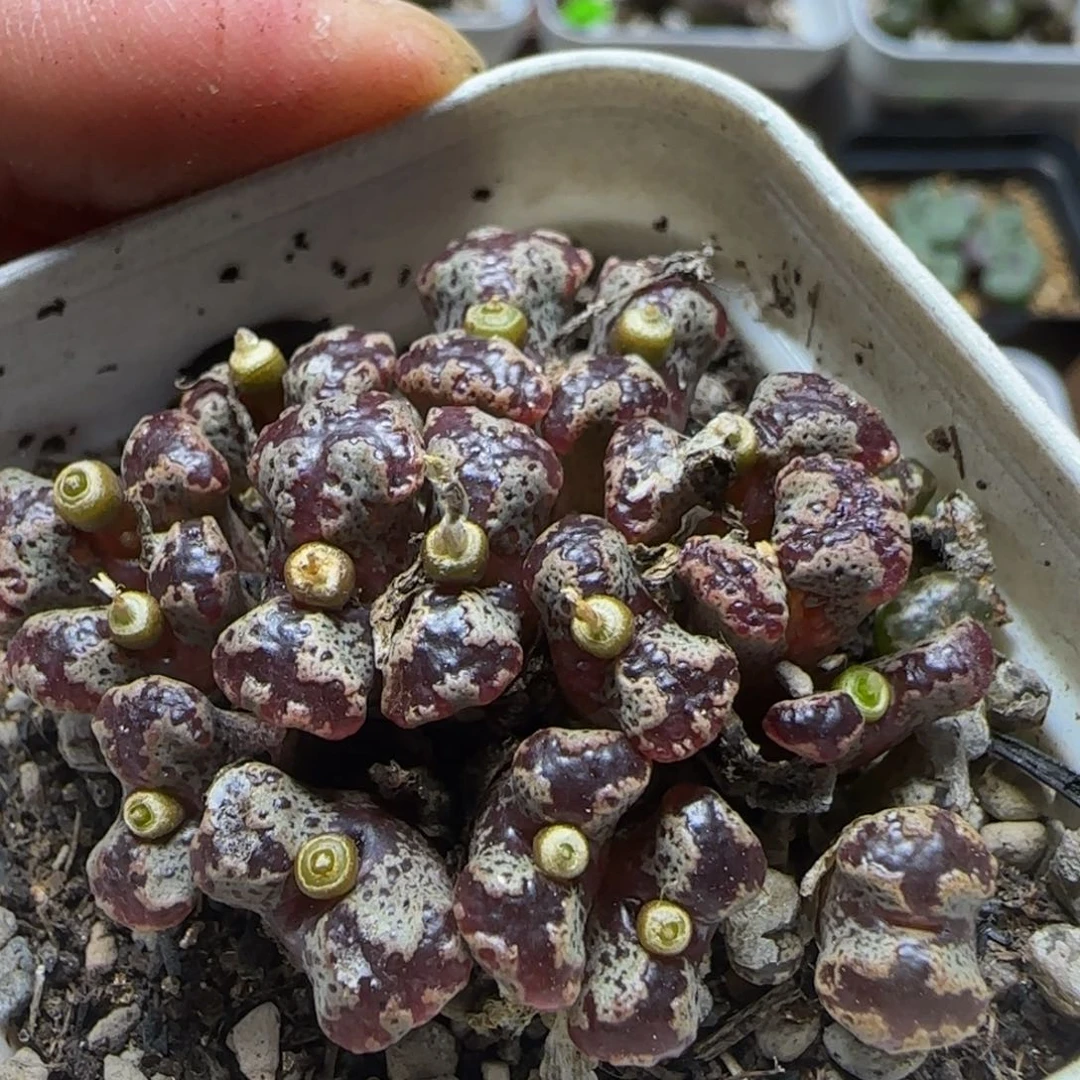 17头漂亮多肉植物853