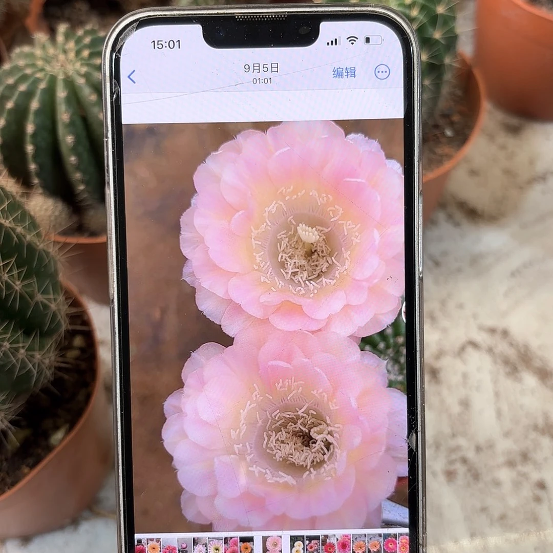 彩草40号侧牙3.5公分左右