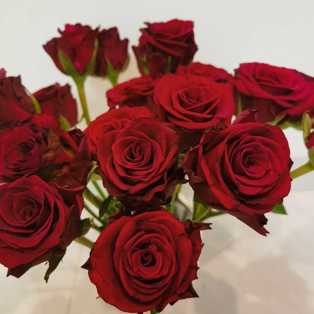 挚爱单头玫瑰【任意两单及以上升级顺丰】