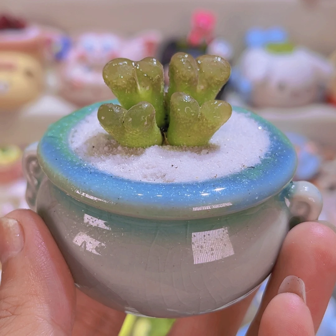 041四头风铃连盆带土包邮
