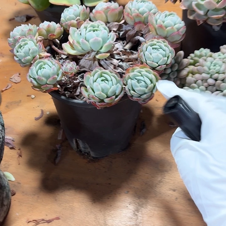 幸***人多肉植物一物一拍小女人