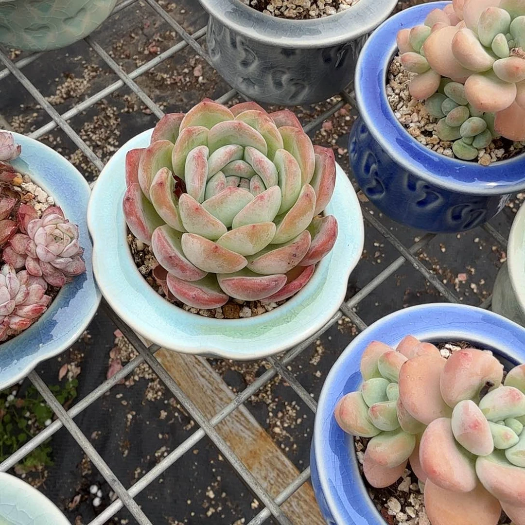 全明星带盆多肉植物