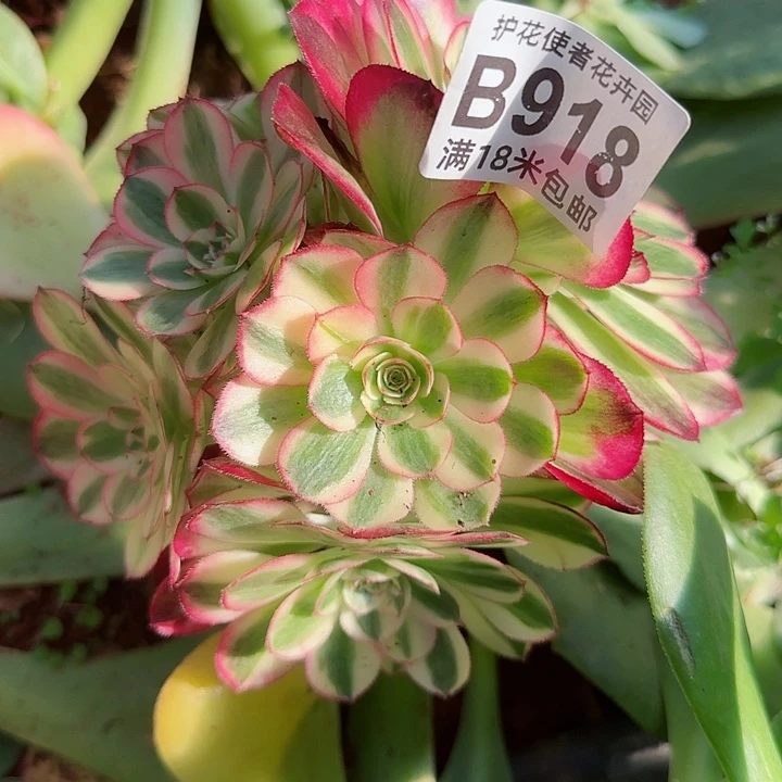 多肉法师荔枝朵朵