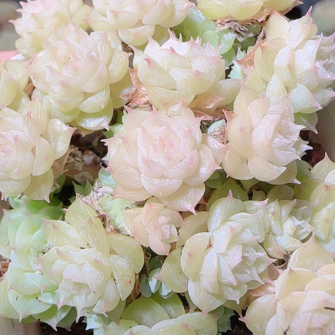 花语逸镜1121-103散