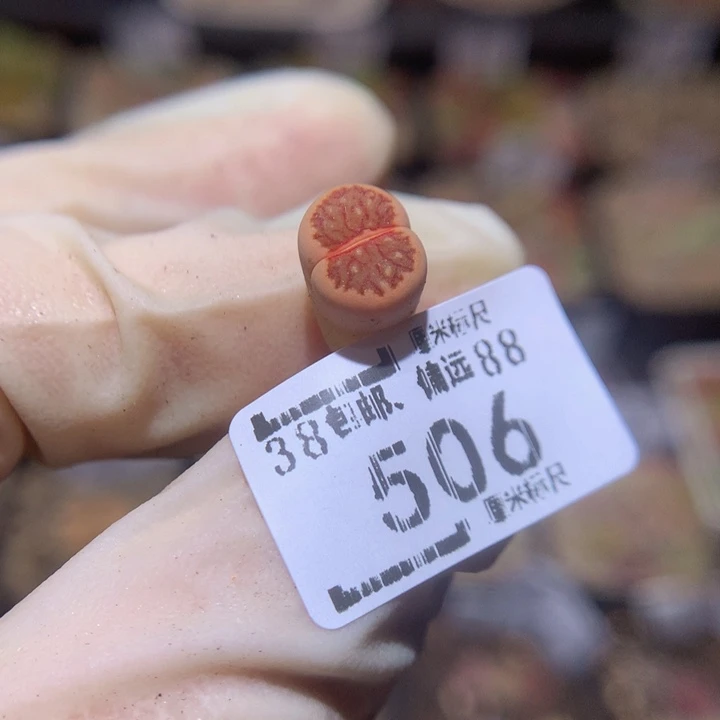 有****风Sss精品生石花506