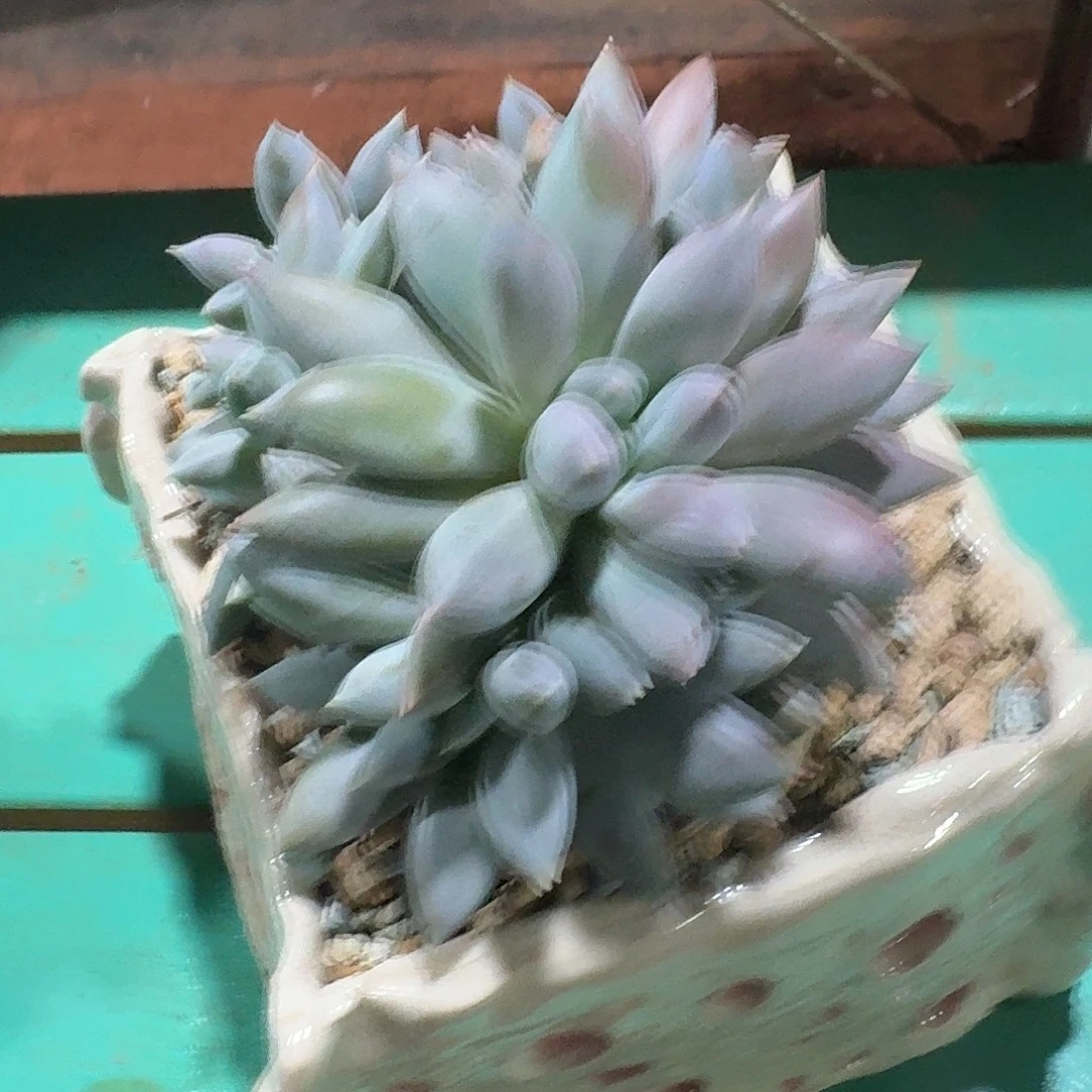 萝莉一颗开播福利