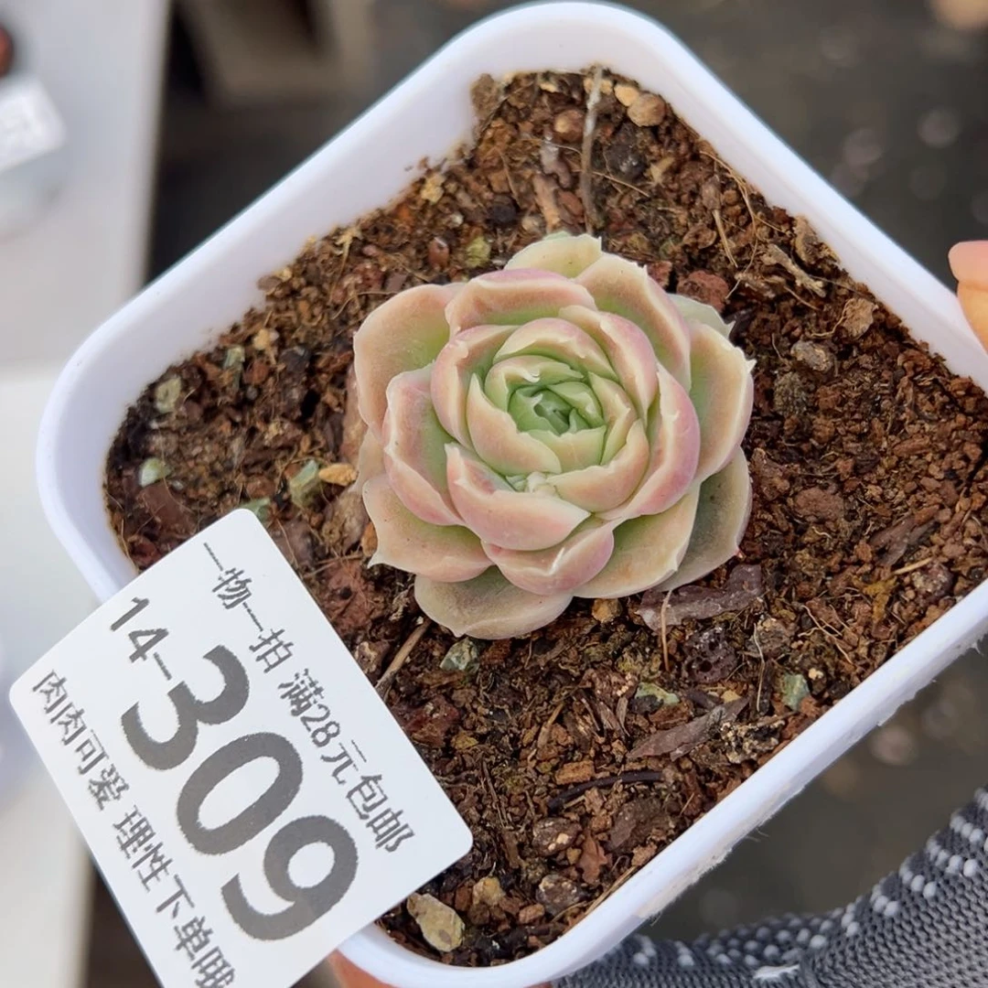 水晶虾饺多肉多肉多肉多肉多肉