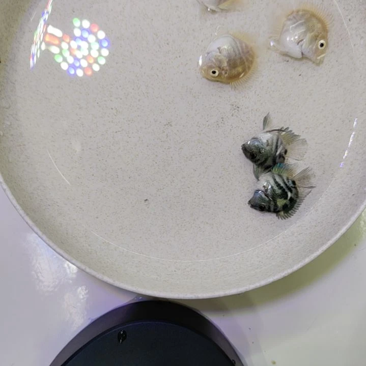 鹦鹉鱼白金宝蓝苗子组合
