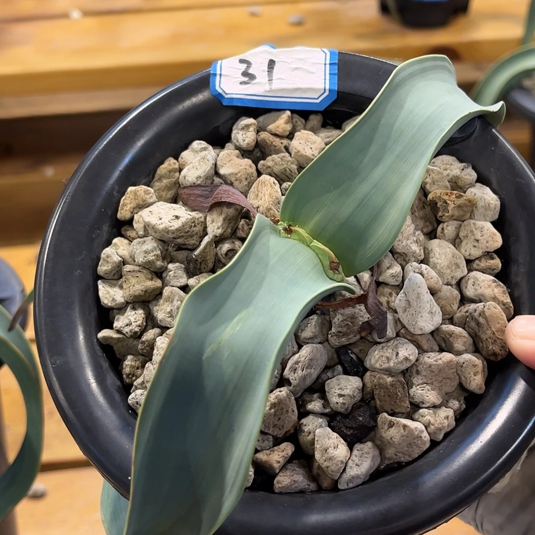 潮流植物 百岁兰 卷叶蓝白31