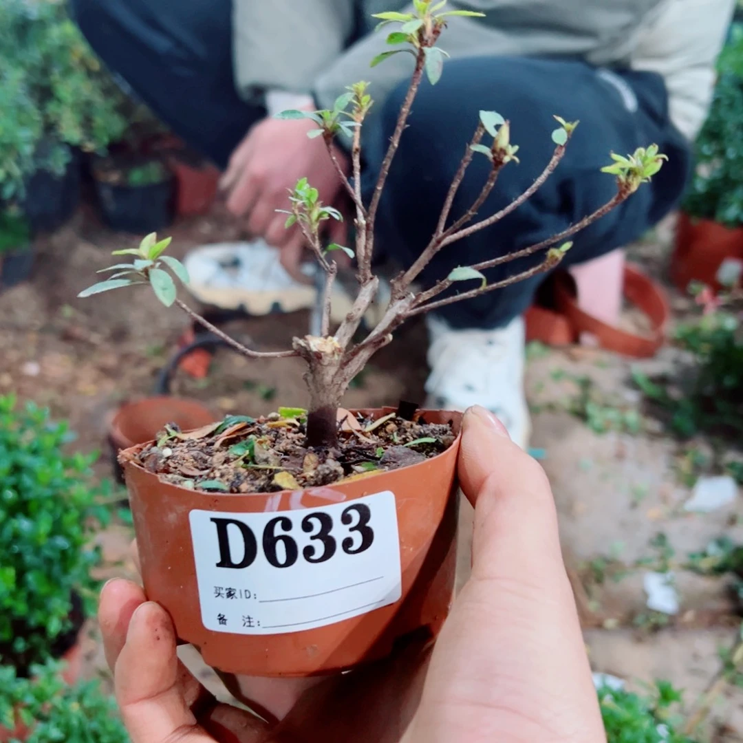 完全开放眷**谢杜鹃花科植物有花