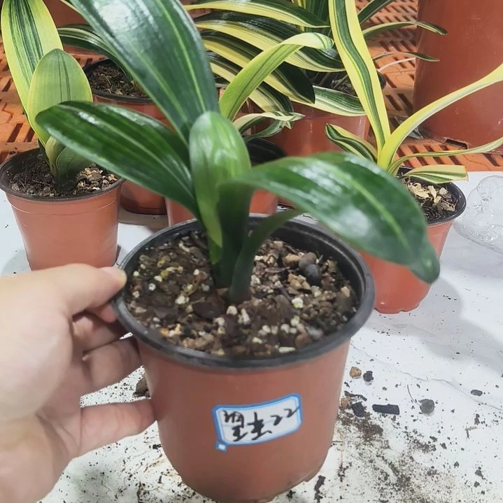 望***尘完全开放长春鑫华盛兰苑精品君子兰