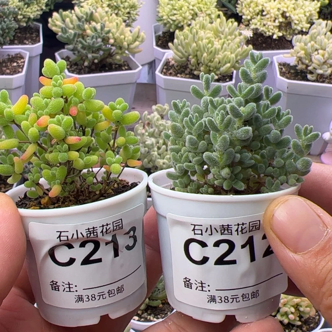 多肉植物枝干冰晶蜜橘开播福利