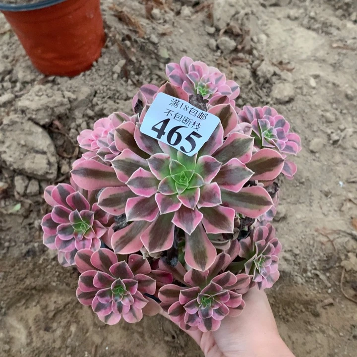 465美杜莎手捧4号