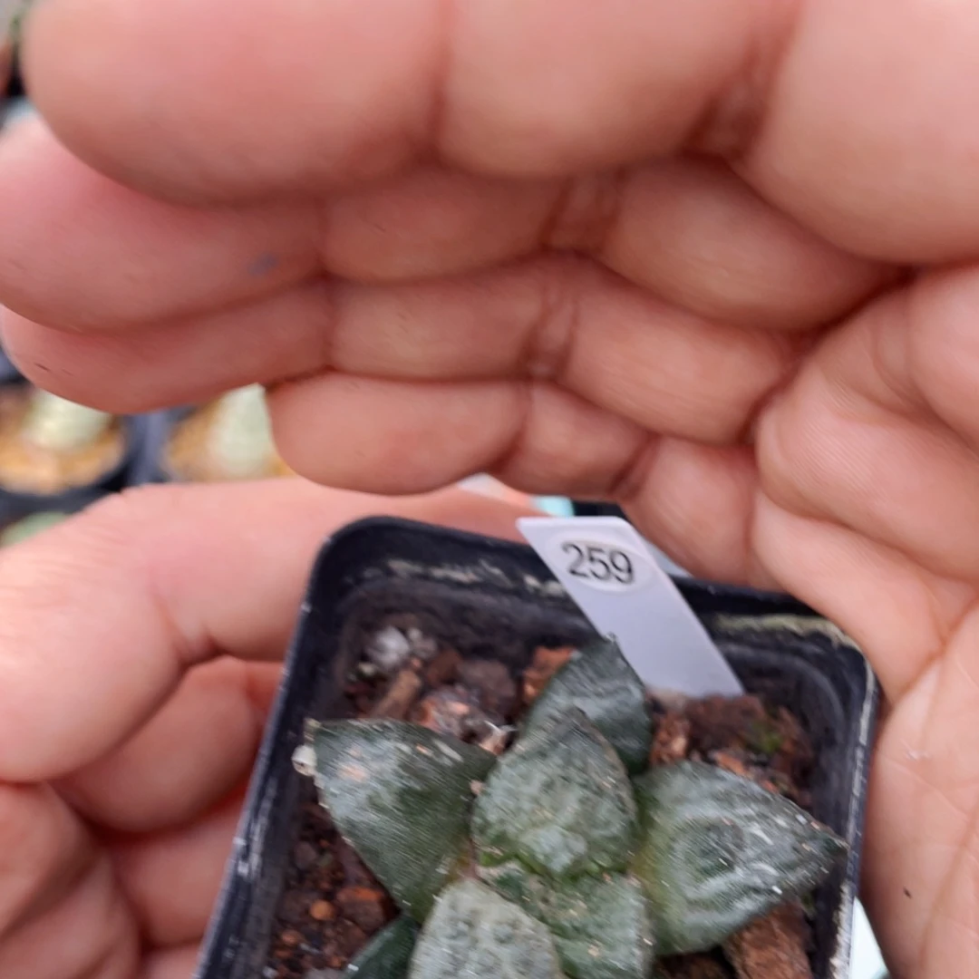 仙人球满28包邮盆5公分龟甲牡丹