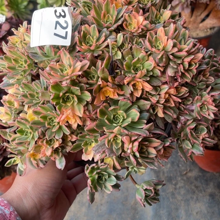 多肉甜茶法师327