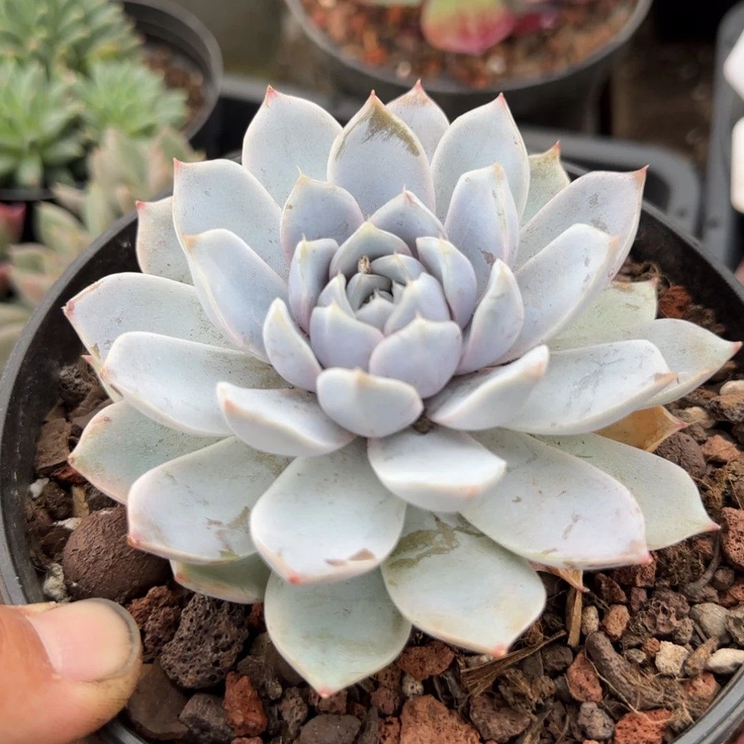 雪兔惊鸿一物一拍包装收缩花旱