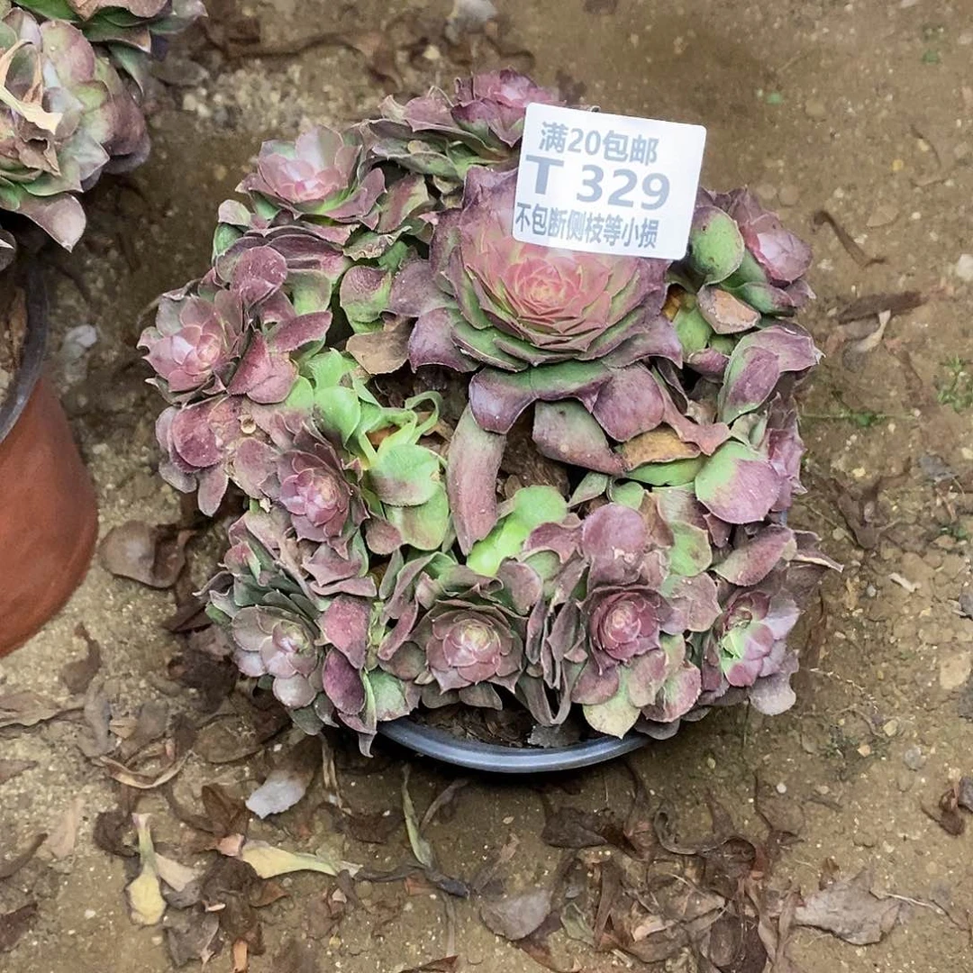 329红心沙拉碗多肉