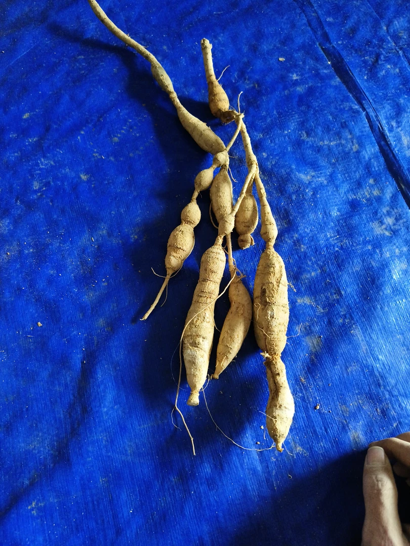 粤西山区新鲜山货牛大力金钟根山莲藕煲汤泡酒料以直播间挑选为准