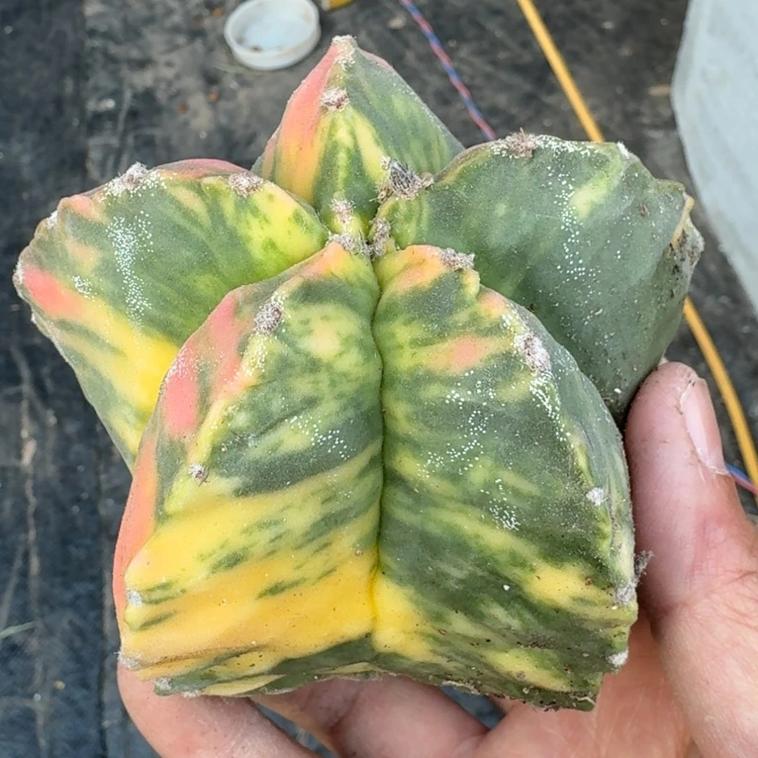 【闪购商品】银纱款锦自根