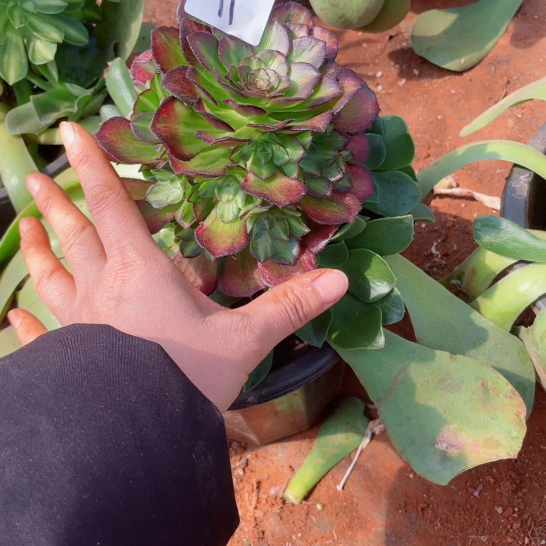 轩**逸海王七彩11号00000