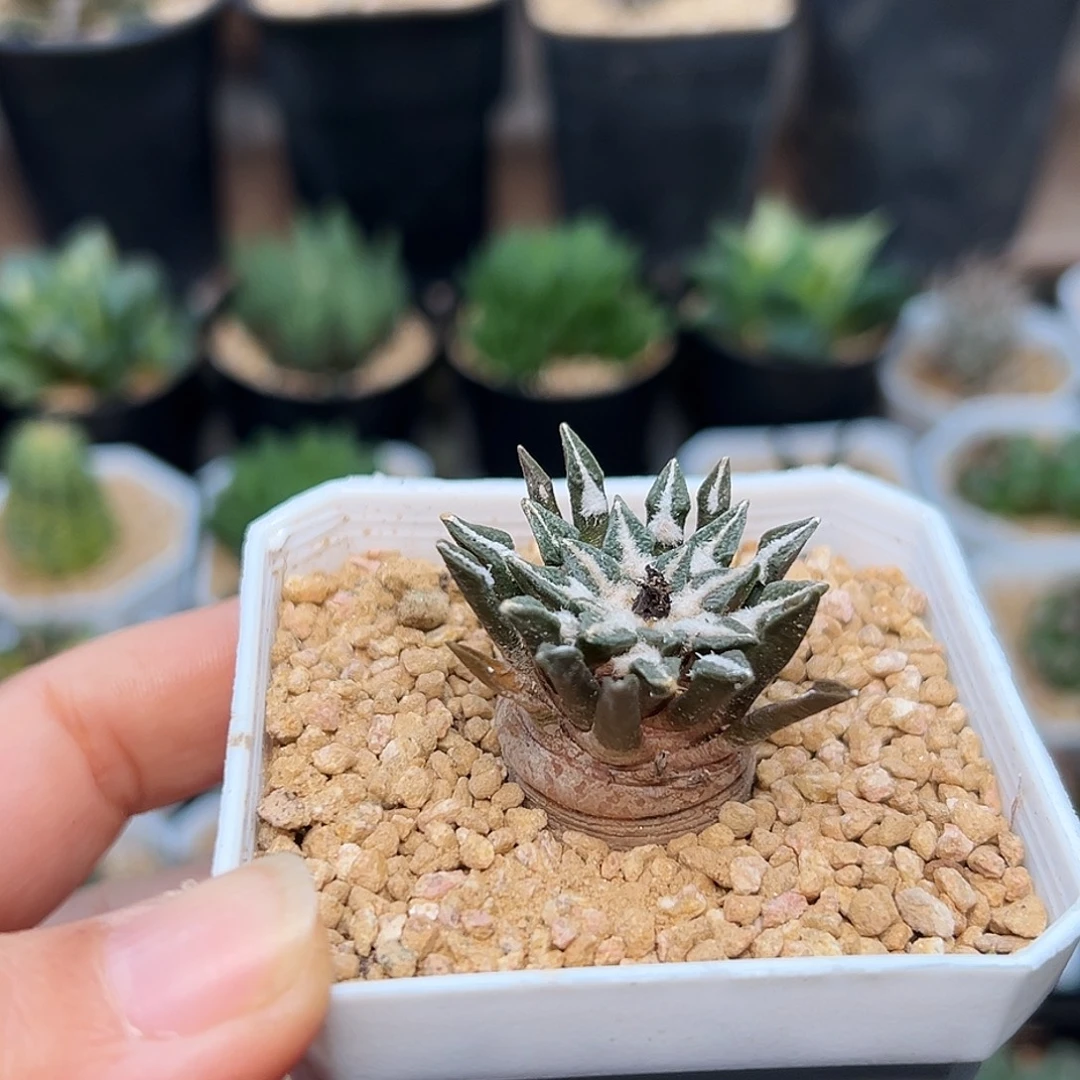 高绒黑牡丹实生球一颗