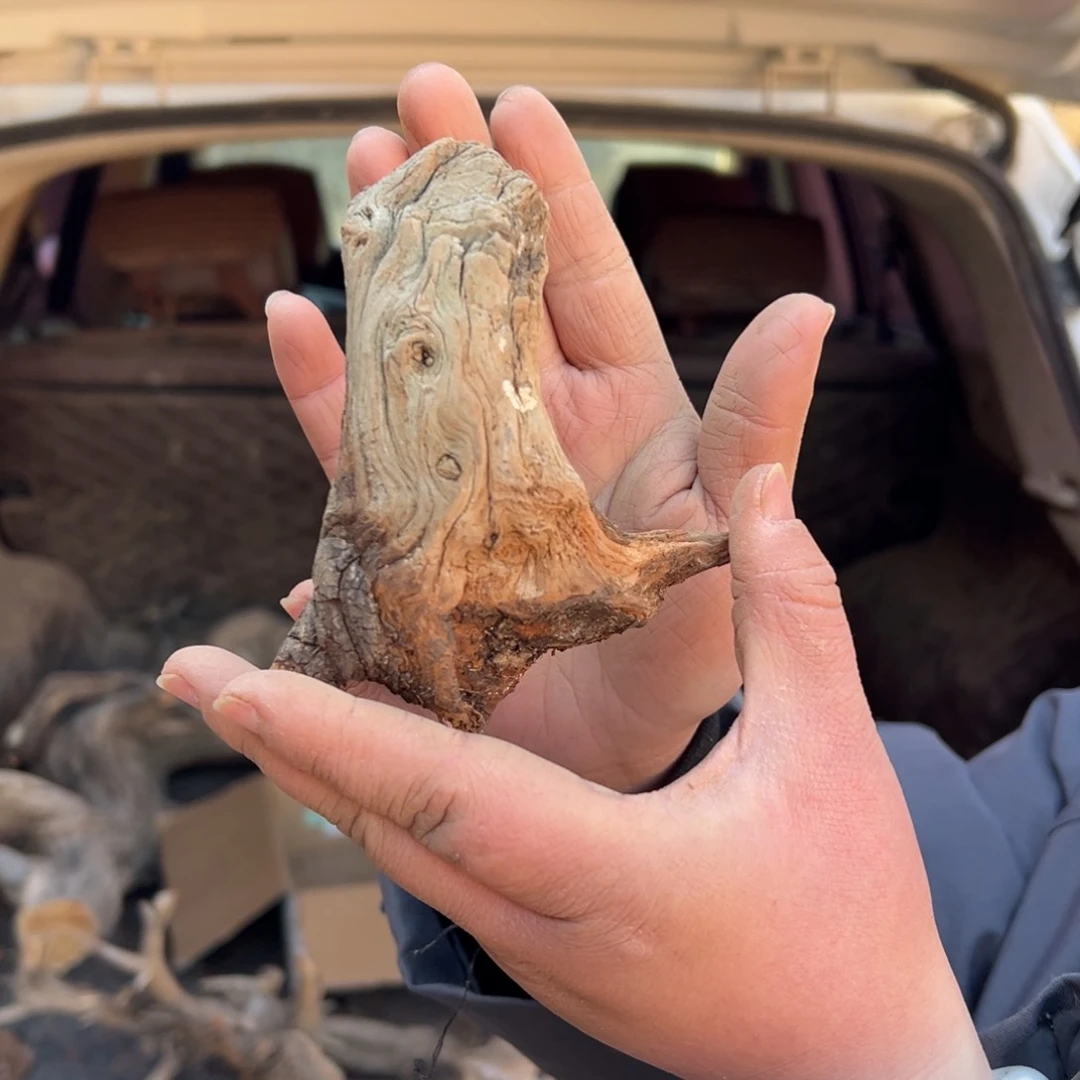 柏木（崖柏）用****5文玩崖柏