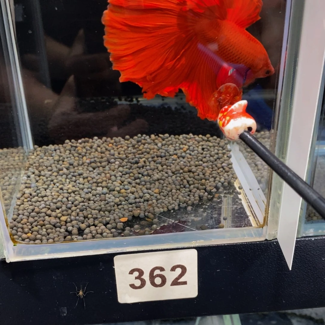 斗鱼362巨斗巨斗
