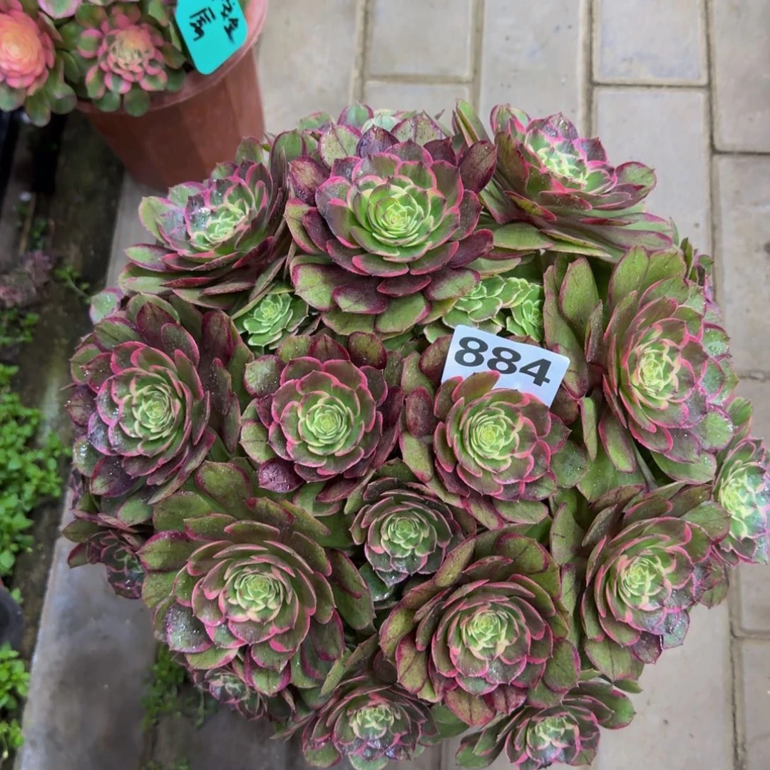 熏***熏多肉植物884补差价。粉花妖