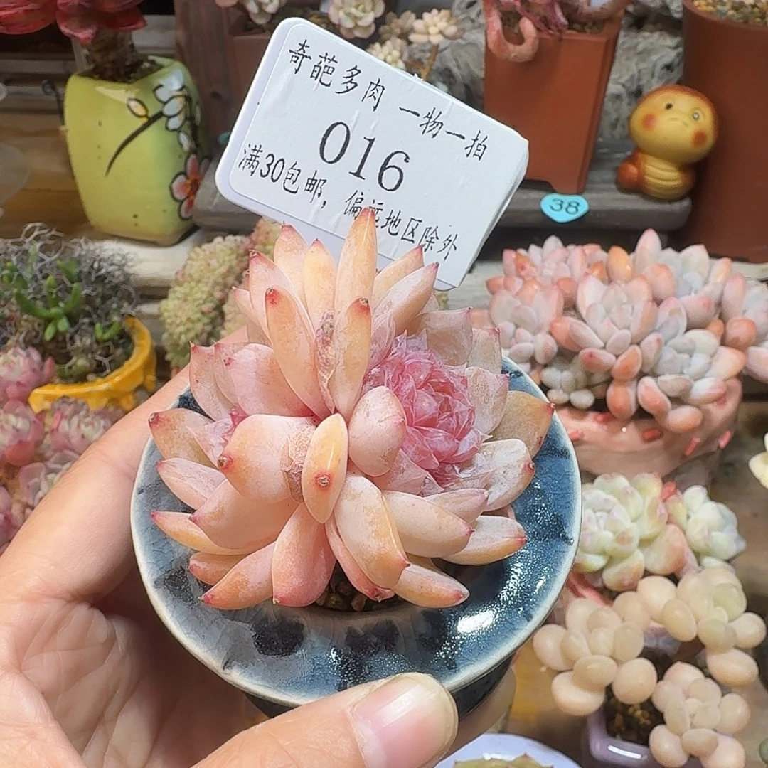 016 多肉含盆土 30元包邮非偏远