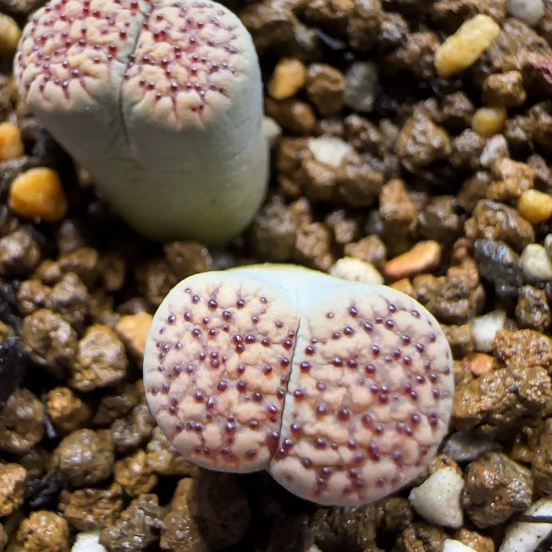 12.4    159红花变异。  5024