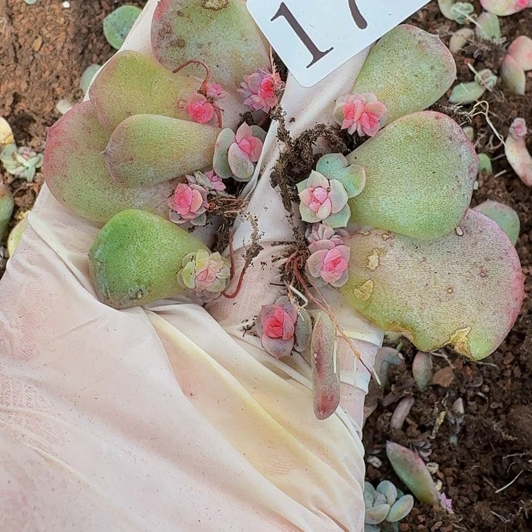 多肉植物多肉植物17