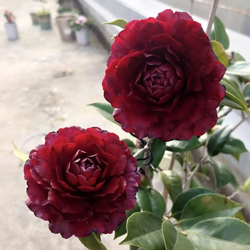 稀有墨川山茶花盆栽黑红色蜡质感耐寒耐热庭院绿植