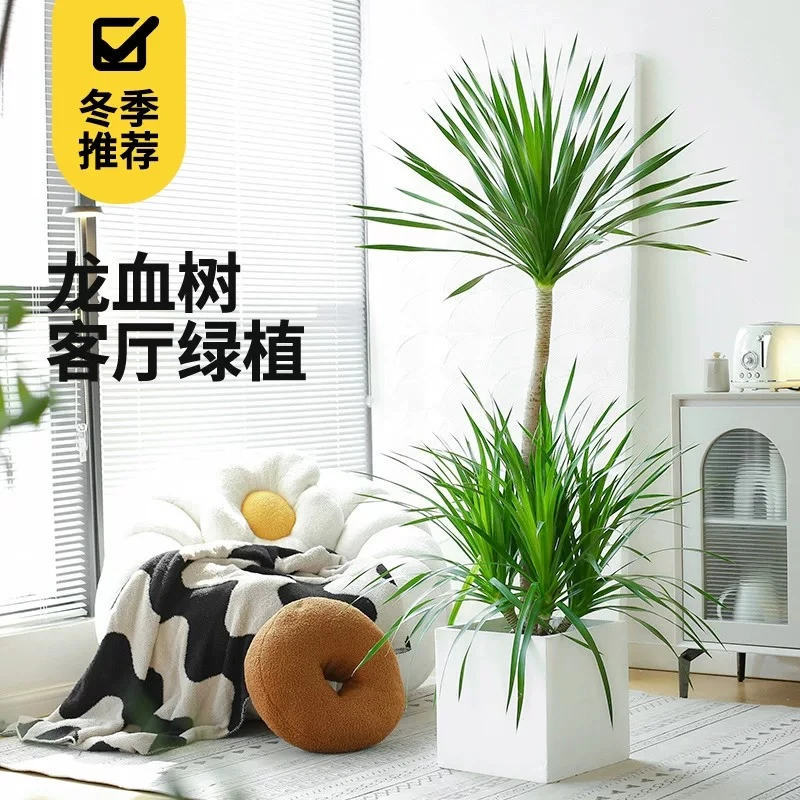 【1.5-1.6米】5A级龙血树客厅盆栽大型网红绿植净化空气去甲醛