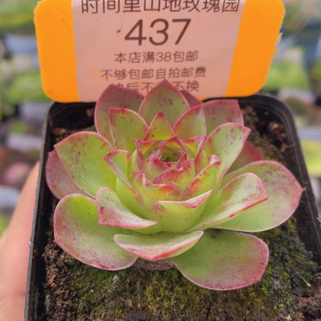 黄杂新年福利437一物一拍