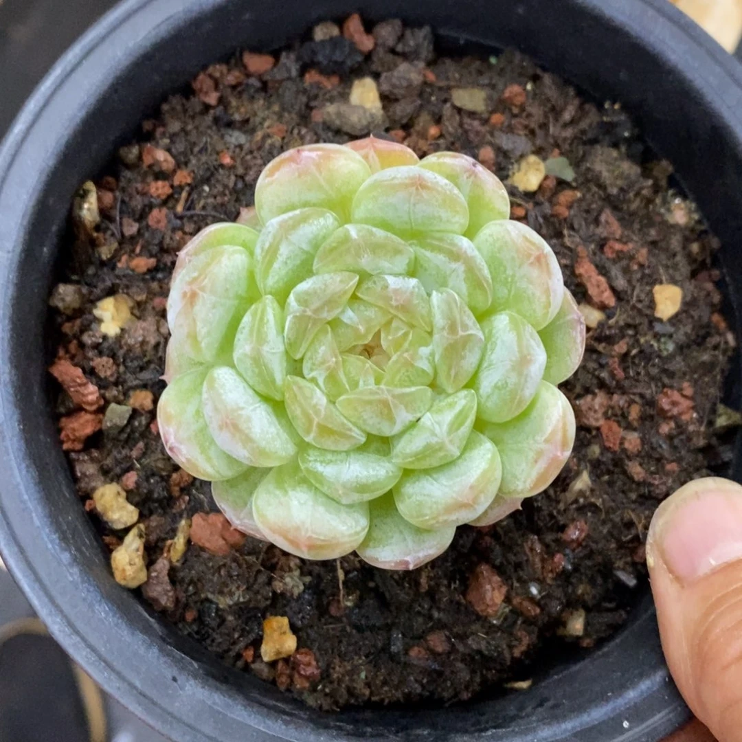 精品多肉一物一拍不包整23