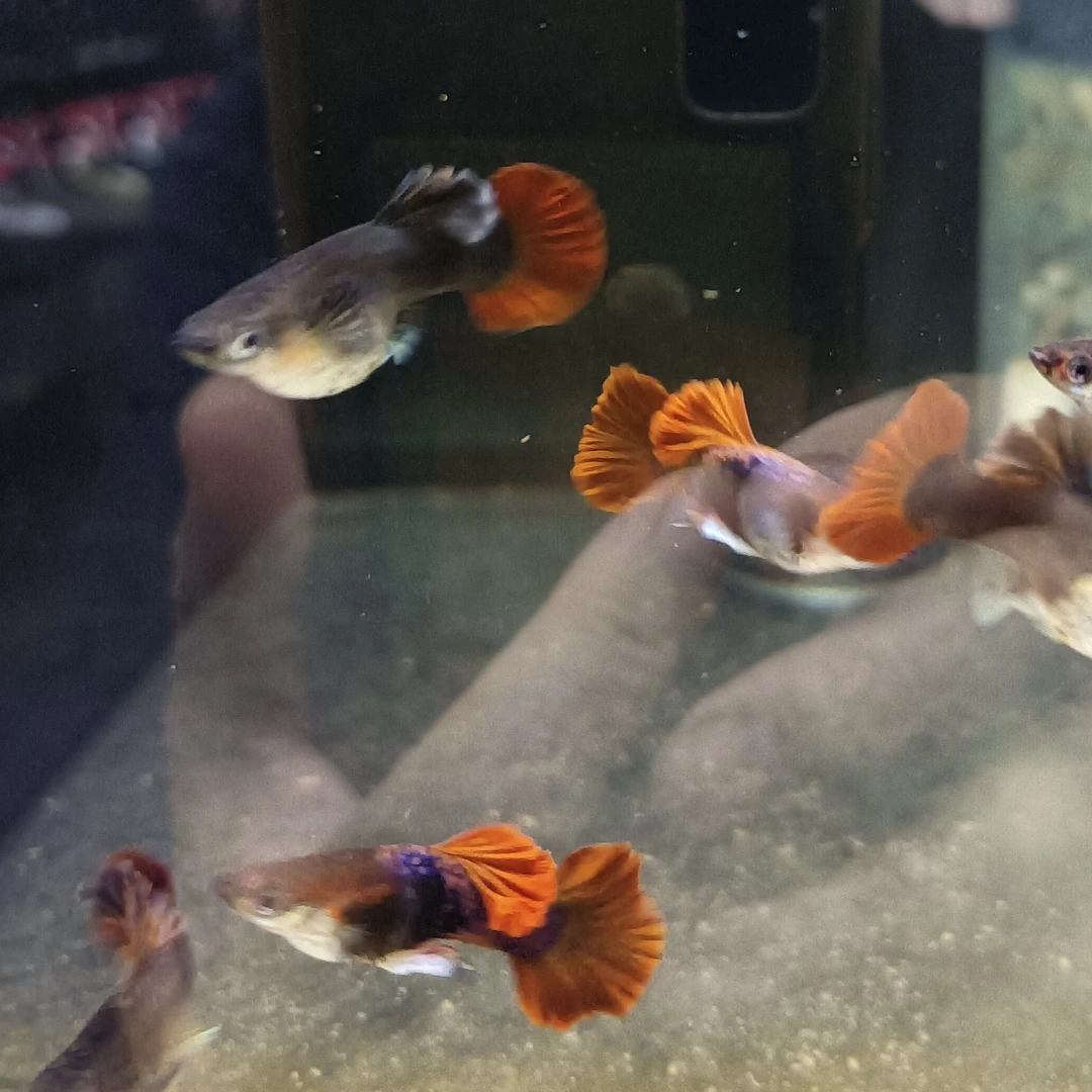 菊花翻褶扇观赏鱼