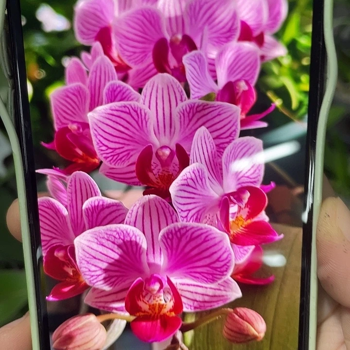 完全开放小美人2.8寸带花剑根少慎拍